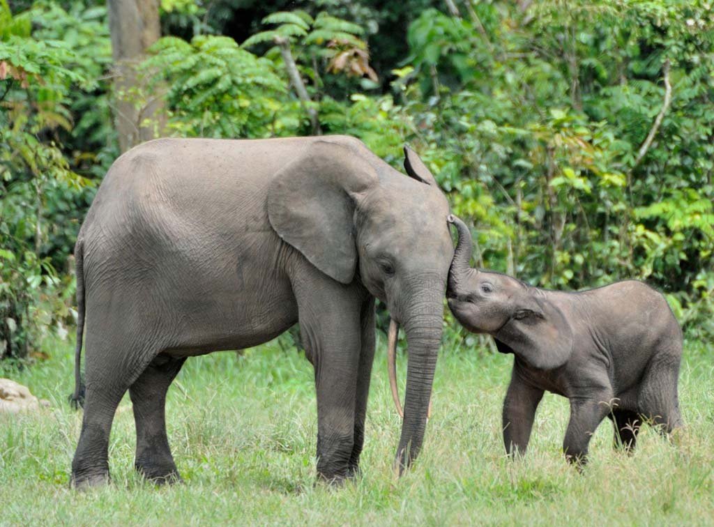 Endangered