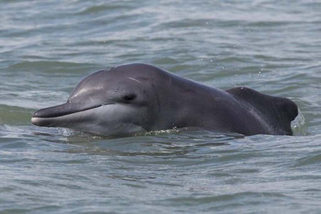 Endangered