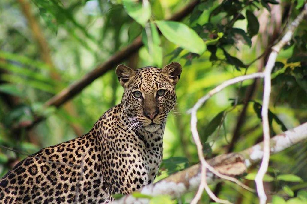 Endangered