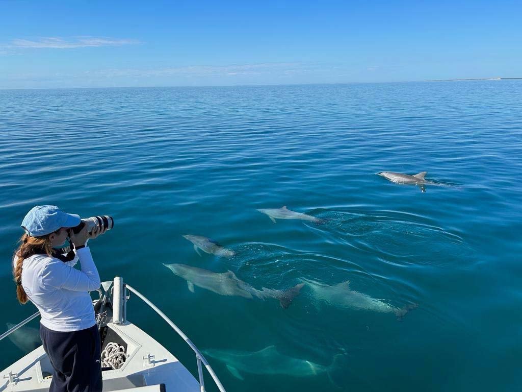 Wildlife